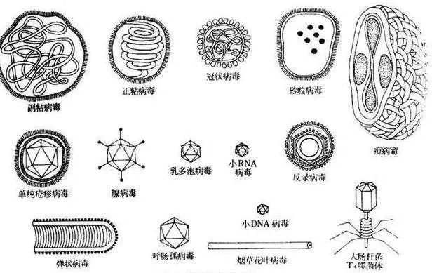 病毒形态模式图.(图片来自网络)