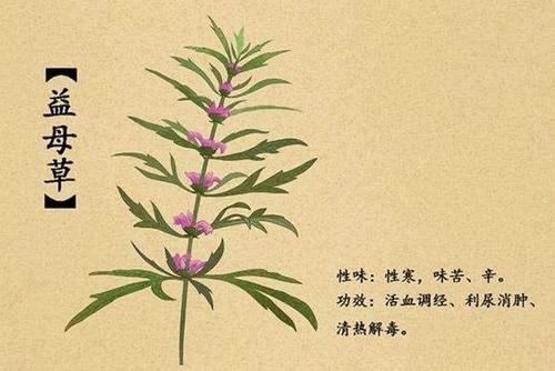 益母草是一种什么样的植物