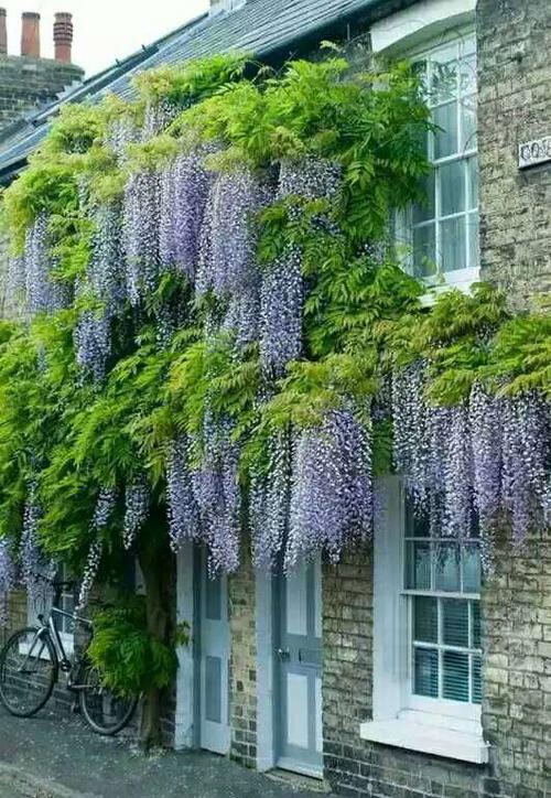 九尺紫藤规格紫藤品种九尺紫藤养护常识