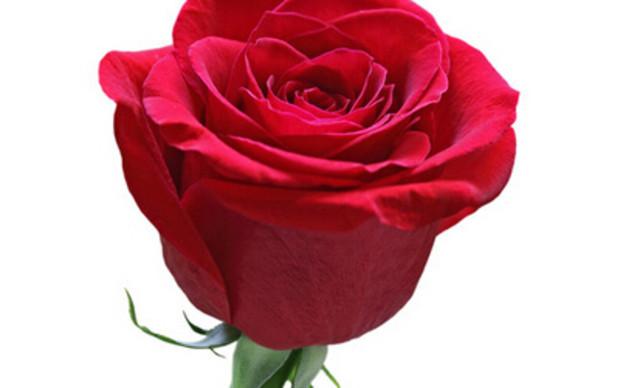 9元!价值15元的红玫瑰花1朵,提供免费wifi.