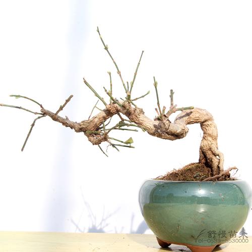 虎蹄迎春花盆景迎春盆栽素材小叶黄花常年种植阳台室内花卉