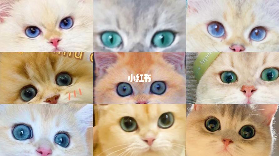 猫的品种 - 猫咪铺子