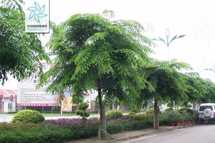 中文学名 紫檀,又名 印度紫檀 被子植物门 angiospermae >> 豆科