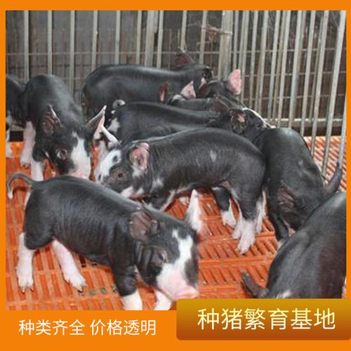 安徽巴克夏猪价格种猪选择标准巴克夏母猪出售各种品种种猪
