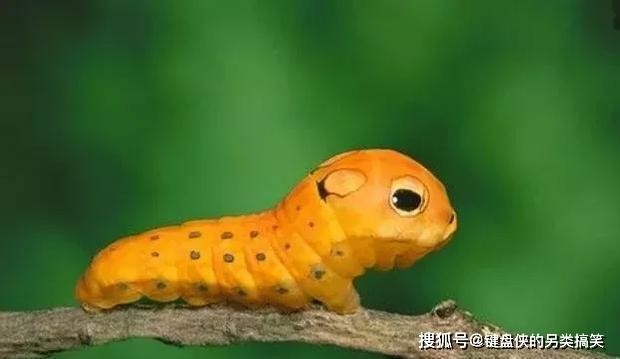 如此可爱的毛毛虫,以为是它的大眼睛却是它花纹保护色