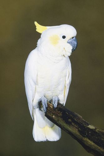 鹦形目·凤头鹦鹉科·白凤头鹦鹉属:葵花鹦鹉