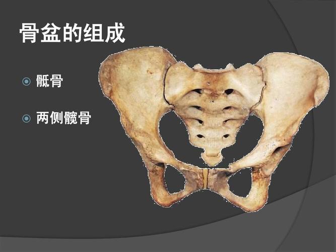 骨盆的组成     骶骨 两侧髋骨
