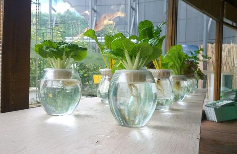 无土栽培的植物有哪些无土栽培的3种方式