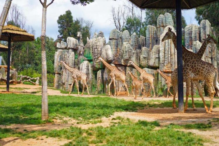 昆明旅游十大景点推荐—云南野生动物园#低音号语音导游