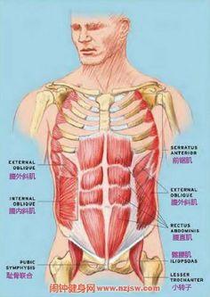腹部和胸部结构