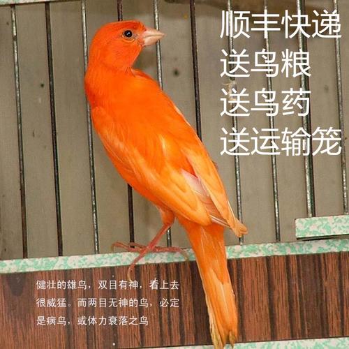 包邮 玉鸟金丝雀 芙蓉鸟活体山东黄玉鸟笼养鸣唱鸟小鸟辣椒红芙蓉鸟