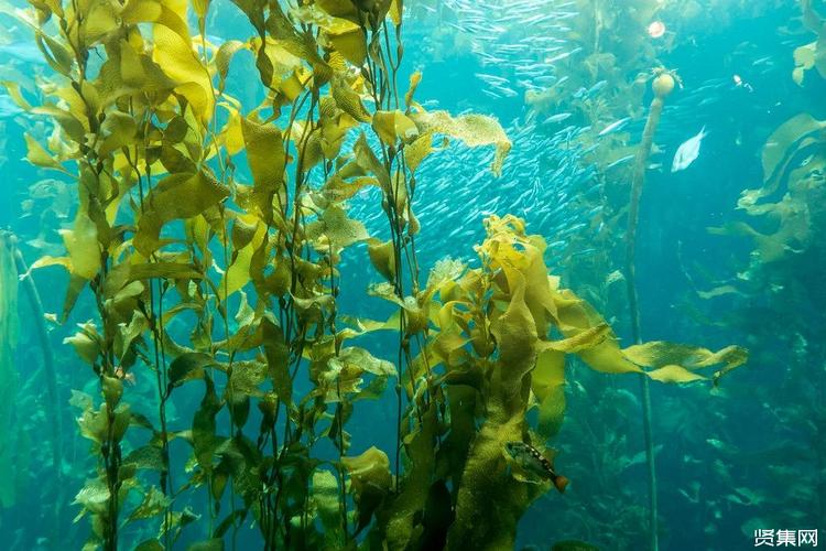 海洋中开辟农场大型海藻养殖改善海洋碳循环
