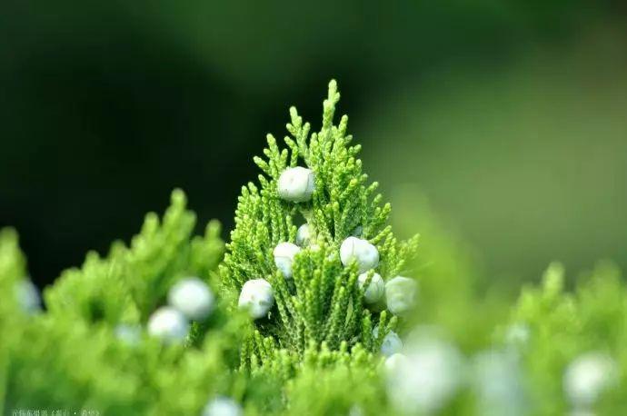 提神安眠,路边常见的柏树籽也能做香?