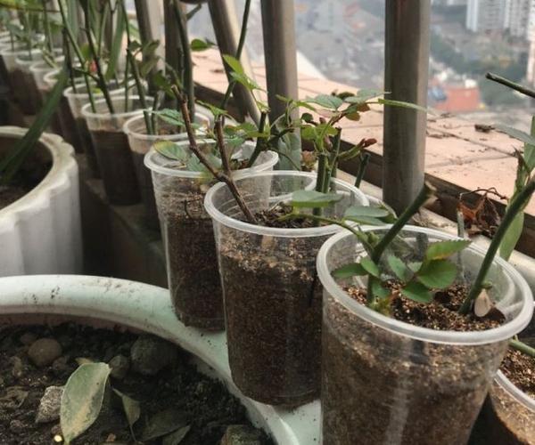 四月底,是月季花繁殖的好时候,手把手教你扦插,大白根