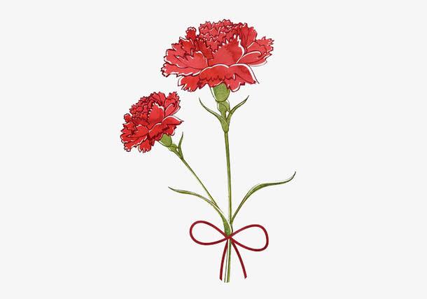 康乃馨
