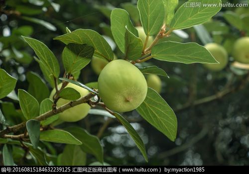凉粉果什么时候采摘_薜荔果一般几月份采摘