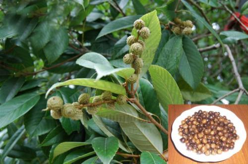 展开全部 这个应该是苦槠子,苦槠树的果实,可以用来做苦槠豆腐.