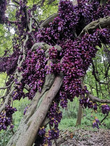 郑家铺村千年紫藤