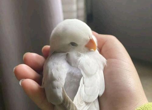 牡丹鹦鹉不适合哪些人饲养?