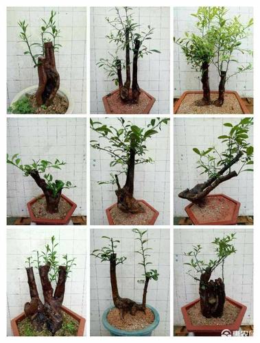 造型金弹子 需要景观树-金豆的可以联系我