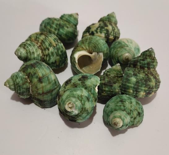 天然海螺贝壳 小青螺 青螺 diy蜡烛材料 果冻蜡配件 50克