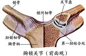 胸锁关节前面观