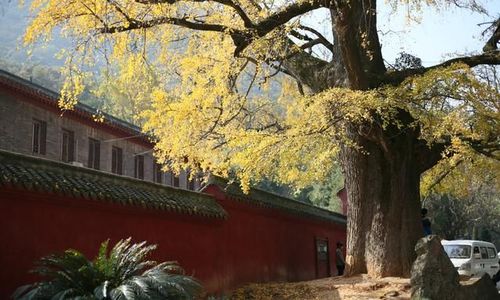 湖北当阳玉泉寺,千年银杏落叶如"黄金"