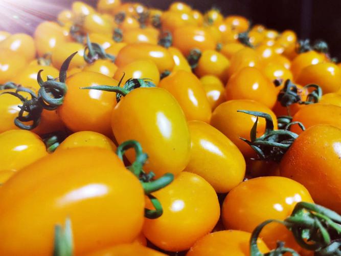 黄色圣女果黄金圣女果小番茄小西红柿大量现货