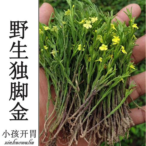 野生独脚金疳积草独脚柑黄花草独角金干品一件50克新货全国包邮