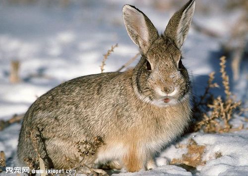 兔子换毛如何清理