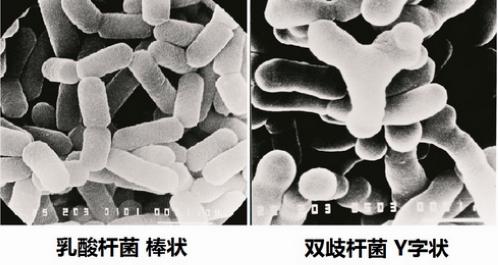 乳酸杆菌和双歧杆菌.因此,解决宇航员在太空中的肠道问题十分重要.