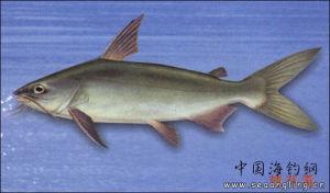 纲: 辐鳍鱼纲  actinopterygii     目: 