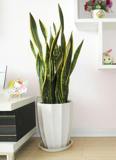 虎皮兰怎么养 最详细的虎皮兰养殖养护方法