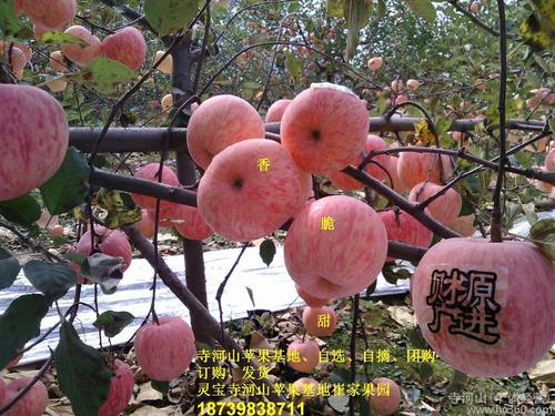 灵宝寺河山苹果