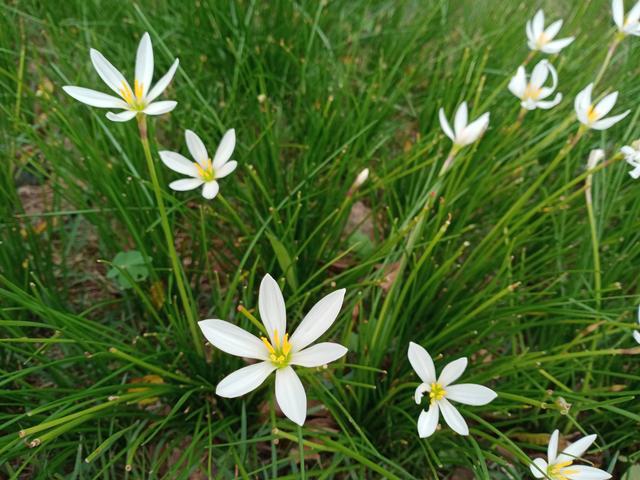 (图片摄于长沙) 葱莲,别名玉帘,白花菖蒲莲,韭菜莲,肝风草,石蒜科.