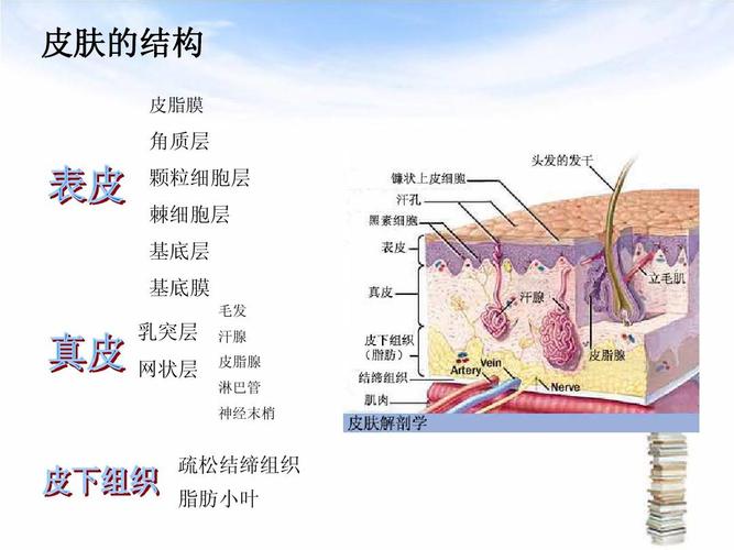 皮肤的结构 皮脂膜 角质层 颗粒细胞层 棘细胞层 基底层 基底膜 毛发