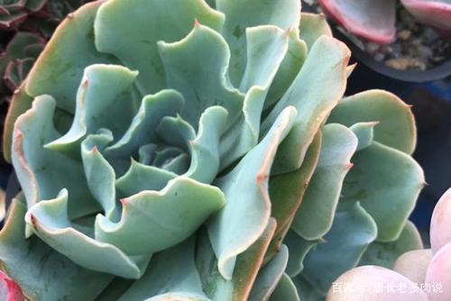 多肉植物海啸肉如其名,养出状态以后颇有几分惊涛拍岸的感觉
