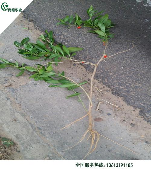 尚绿农业 枸杞药材种子 枸杞种苗 枸杞苗木 枸杞苗种植 枸杞苗 枸杞