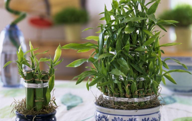 家庭盆栽:该怎么防治富贵竹黄叶?