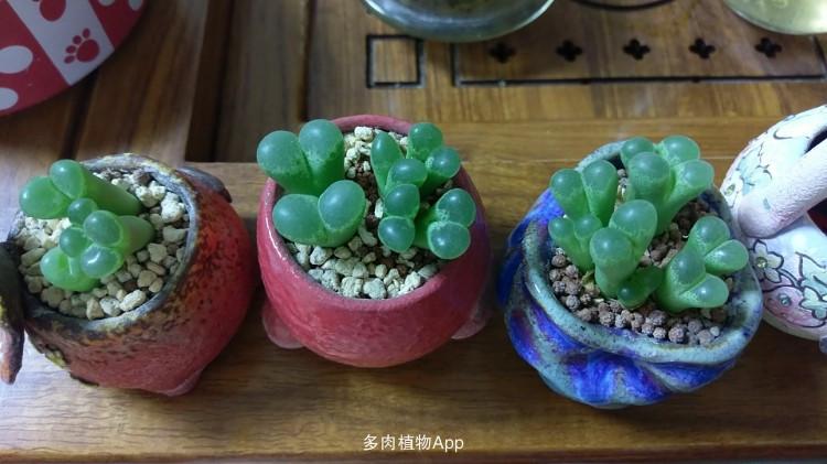 肉锥                  三盆风铃,一个空盆,到底移那一颗出来呢,纠结