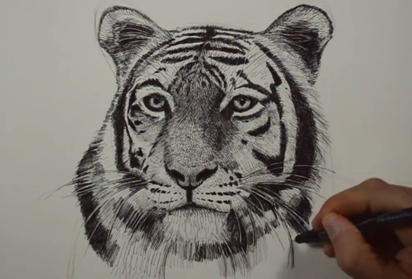 老虎头部速写视频教程