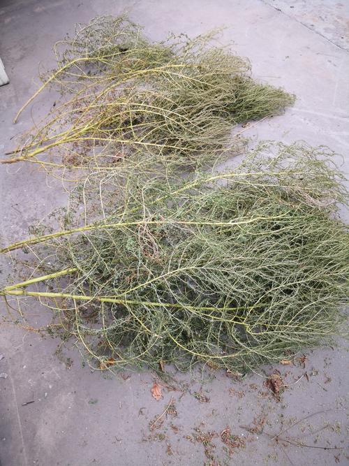 做扫把的草