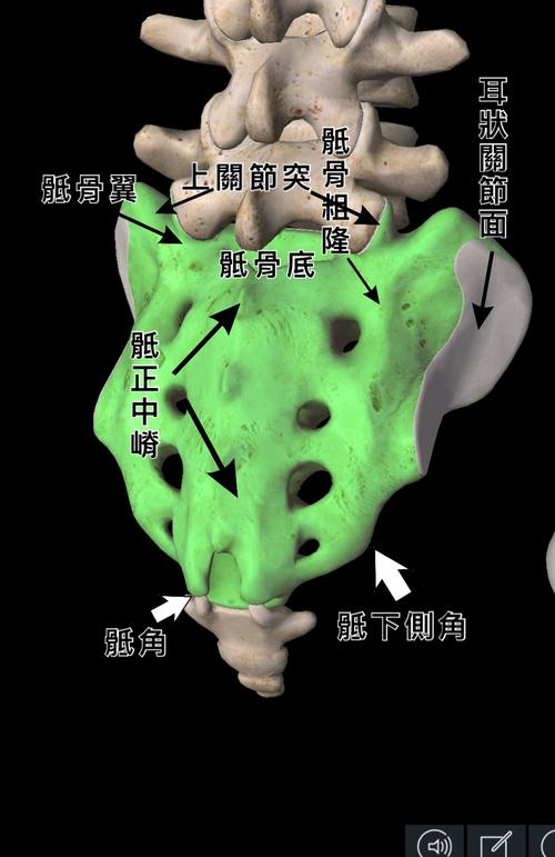 骶骨错位在临床上的意义与治疗(二)