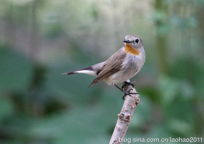 红喉姬鹟_鸟类网