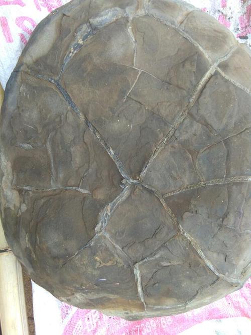 我捡到个大石头很像乌龟壳,想问是不是乌龟壳化石,有懂的人吗?