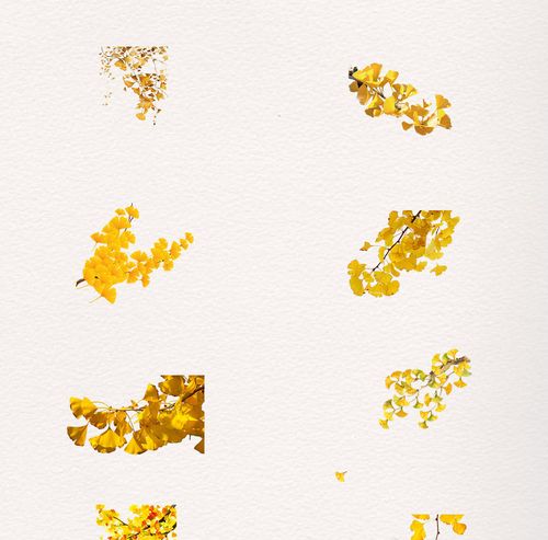 一组黄色银杏叶素材