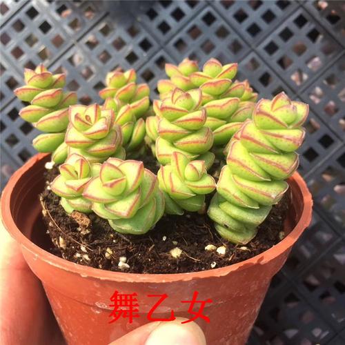 云南多肉植物精品批发紫雾群生 舞乙女散群1多肉爆盆品种状态一流