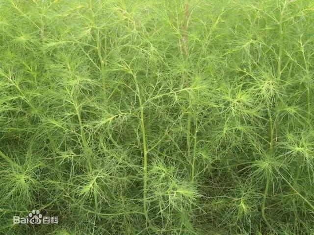 关于风滚草,不要以讹传讹