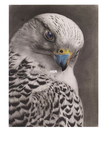 精微素描动物篇_素描_创意美术_画室_小猫_临摹_少儿创意美术_文化