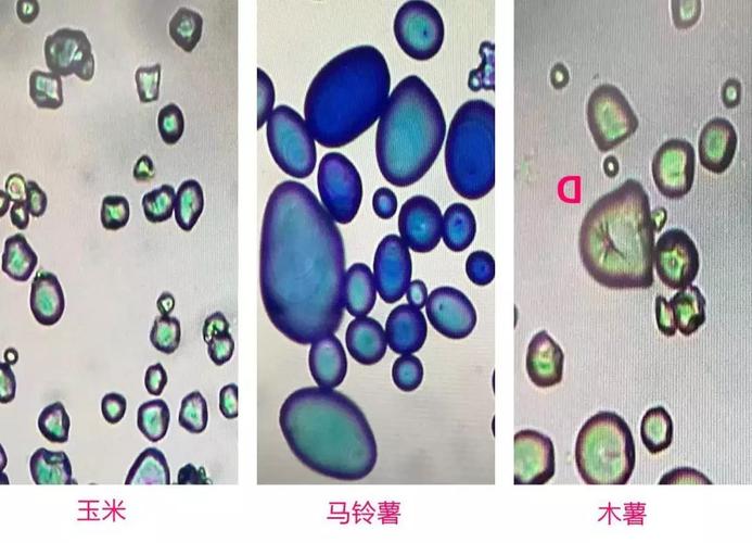 关于淀粉你不知道的事